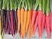 photo Rainbow Blend Carrot Heirloom Seeds - B258 (150 Seeds, 1/4 Gram) 2024-2023