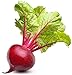 photo Ruby Queen Beet Seeds | Beet Seeds for Planting Outdoor Gardens | Heirloom & Non-GMO | Planting Instructions Included 2024-2023