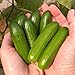 photo Park Seed Mini-Me F1 Organic Cucumber Seeds, Snack-Size Mini Cucumbers, Pack of 10 Seeds 2024-2023