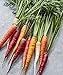 photo Burpee Kaleidoscope Blend Non-GMO Rainbow Carrot Vegetable Planting Home Garden | Five Colors: Red, Orange, Purple, White, and Yellow, 1500 Seeds 2024-2023