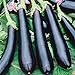 photo Seeds Eggplant Aubergine Long Pop Black Vegetable Heirloom for Planting Non GMO 2024-2023