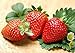 photo 300pcs Giant Strawberry Seeds, Sweet Red Strawberry/Organic Garden Strawberry Fruit Seeds, for Home Garden Planting 2024-2023