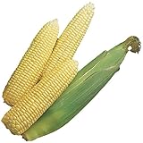 photo: You can buy Burpee Early Sunglow Hybrid (SU) Corn Seeds 200 seeds online, best price $6.05 ($0.03 / Count) new 2024-2023 bestseller, review