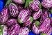 photo Fairy Tale F1 Eggplant Seeds - Non-GMO - 10 Seeds 2024-2023
