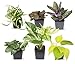 photo Easy to Grow Houseplants (6 Pack), Live House Plants in Plant Containers, Growers Choice Plant Set in Planters with Potting Soil Mix, Home Décor Planting Kit or Outdoor Garden Gifts by Plants for Pets 2024-2023