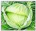 photo 250 Golden Acre Cabbage Seeds | Non-GMO | Fresh Garden Seeds 2024-2023