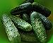 photo 100+ Cucumber Seeds- Boston Pickling Heirloom 2024-2023
