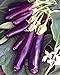 photo Eggplant , Long Purple Eggplant Seeds, Heirloom, Non GMO, 25 Seeds, Garden Seed, Long Purple, Heirloom, Non GMO, 25+Seeds, Garden Seed 2024-2023