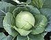 photo 1,000+ Cabbage Seeds- Copenhagen Market by Ohio Heirloom Seeds 2024-2023