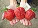 photo CEMEHA SEEDS - Giant Strawberry Fresca Everbearing Berries Indoor Non GMO Fruits for Planting 2024-2023
