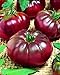 photo CEMEHA SEEDS - Black Prince Tomato Determinate Non GMO Vegetable for Planting 2024-2023
