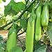photo Fingers - Green Eggplant Seeds - 2 g Packet ~450 Seeds - Non-GMO - Vegetable Garden - Solanum melongena 2024-2023