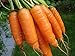 photo 1,000+ Carrot Seeds- Scarlet Nantes Heirloom Variety 2024-2023