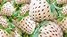 photo White Strawberry Seeds - 200+ Seeds - White Pineberry Seeds - Made in USA, Ships from Iowa. 2024-2023