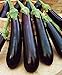photo CEMEHA SEEDS - Eggplant Aubergin Black Long Pop Thai Non GMO Vegetable for Planting 2024-2023