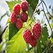 photo Prelude Raspberry - 5 Red Raspberry Plants - Everbearing - Organic Grown - 2024-2023