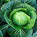photo Cabbage Seeds Heirloom (Golden Acre) (45 Seeds) 2024-2023