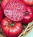 photo Pink Ponderosa Heirloom Tomato Seeds - Large Tomato - One of The Most Delicious Tomatoes for Home Growing, Non GMO - Neonicotinoid-Free. 2024-2023