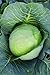 photo Burpee Brunswick Cabbage Seeds 260 seeds 2024-2023
