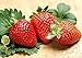 photo 200pcs Giant Strawberry Seeds, Sweet Red Strawberry Garden Strawberry Fruit Seeds, for Garden Planting 2024-2023