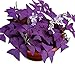 photo Oxalis Triangularis 10 Bulbs - Purple Shamrocks Lucky Lovely Flowers Bulbs Grows Indoor or Outdoor 2024-2023