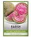 photo Watermelon Radish Seeds for Planting - Heirloom, Non-GMO Vegetable Seed - 2 Grams of Seeds Great for Outdoor Spring, Winter and Fall Gardening by Gardeners Basics 2024-2023