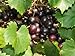 photo Large Black Muscadine Seed - Self Fertile Native Grape Seeds (0.5gr to 3.0gr) 2024-2023