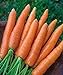 photo 700+ Seeds of Carrot Scarlet Nantes, Daucus carota, Great Flavor, Texture, Uniformity Carrot, Heirloom, Non-GMO Seeds, Open Pollinated, Cool Season 2024-2023