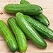 photo Spacemaster 80 Cucumber Seeds - 50 Count Seed Pack - Non-GMO - Produces Large Numbers of flavorful, Full-Sized Slicing Cucumbers Perfect for The Small Garden. - Country Creek LLC 2024-2023