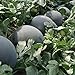 photo 30Pcs Black Diamond Watermelon Seeds Non GMO Seeds Fruit Seed ,for Growing Seeds in The Garden or Home Vegetable Garden 2024-2023