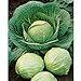photo David's Garden Seeds Cabbage Dutch Early Round 2358 (Green) 50 Non-GMO, Heirloom Seeds 2024-2023