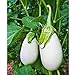 photo Cloud Nine Hybrid Eggplant Seeds (30+ Seed Package) 2024-2023