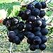 photo Natural Fruit Seeds Kyoho Grapes Seeds 30Pcs 2024-2023