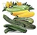 photo Seeds4planting - Seeds Zucchini Courgette Squash Summer Mix 35 Days Fast Heirloom Vegetable Non GMO 2024-2023