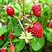 photo KIRA SEEDS - Alpine Strawberry Alexandria - Everbearing Fruits for Planting - GMO Free 2024-2023