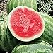 photo Red Rock Watermelons (Seedless) Seeds (25+ Seeds)(More Heirloom, Organic, Non GMO, Vegetable, Fruit, Herb, Flower Garden Seeds (25+ Seeds) at Seed King Express) 2024-2023