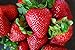 photo Organic Rustic Strawberry Seeds - 105 Count 2024-2023