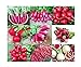 photo Please Read! This is A Mix!!! 100+ Radish Mix 9 Varieties Seeds, Heirloom Non-GMO, Colorful, Pink, Red, White, Sweet and Mild, from USA 2024-2023