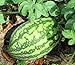 photo 25 Florida Giant Watermelon Seeds | Non-GMO | Heirloom | Fresh Garden Seeds 2024-2023