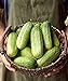 photo Burpee Pick-A-Bushel Pickling Cucumber Seeds 30 seeds 2024-2023