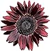 photo UtopiaSeeds Chocolate Cherry Sunflower Seeds - Beautiful Deep Red Sunflower 2024-2023