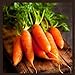 photo Little Finger Carrot Seeds | Heirloom & Non-GMO Carrot Seeds | Vegetable Seeds for Planting Outdoor Home Gardens | Planting Instructions Included 2024-2023