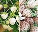 photo 2000+ White Strawberry Seeds for Planting 2024-2023