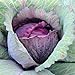 photo David's Garden Seeds Cabbage Red Acre 5423 (Purple) 100 Non-GMO, Heirloom Seeds 2024-2023