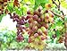 photo 30PCS Rare Finger Grape Seeds Advanced Fruit Seed Natural Growth Grape Delicious 2024-2023