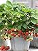 photo 200+ Wild Strawberry Strawberries Seeds - Fragaria Vesca - Edible Garden Fruit Heirloom Non-GMO - Made in USA, Ships from Iowa. 2024-2023