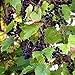 photo Wild Grape Vine Seeds (Vitis riparia) Packet of 10 Seeds 2024-2023
