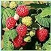 photo Fruit Plant Seeds 200+ Raspberry Seeds Bare Root Plants - All Season Collection 2024-2023
