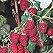 photo 5 Heritage Everbearing Red Raspberry Plants (5 Lrg 2yr Bare Root Canes) Zone 3-8 2024-2023