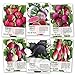 photo Seed Needs, Multicolor Radish Seed Packet Collection (6 Individual Packets) Non-GMO Seeds 2024-2023